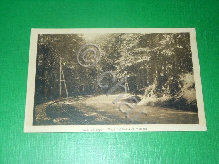 Cartolina Fonte Fiuggi - Viale nel bosco di castagni 1930 …