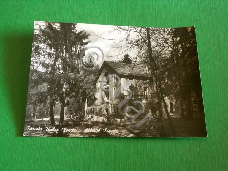 Cartolina Foresta Umbra ( Foggia ) - Albergo Rifugio 1958