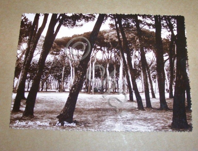 Cartolina Forte dei Marmi - La Pineta 1954