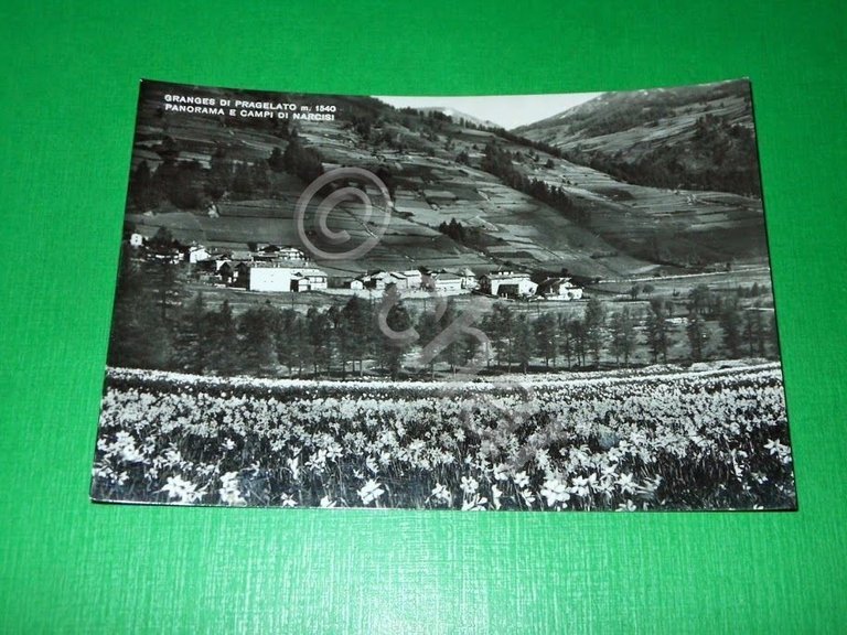 Cartolina Granges di Pragelato - Panorama e campi di narcisi …