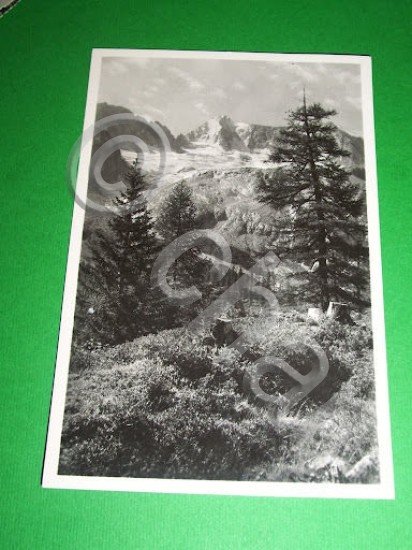 Cartolina La Presanella ( Trento ) - Veduta 1952