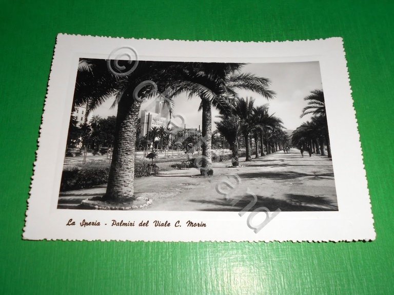 Cartolina La Spezia - Palmizi del Viale C. Morin 1950 …