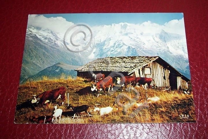 Cartolina Le Massif du Mont-Blanc et les Miages 1981.