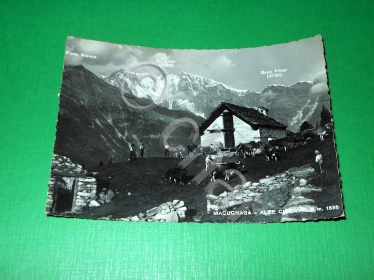 Cartolina Macugnaga - Alpe Cicervald 1951