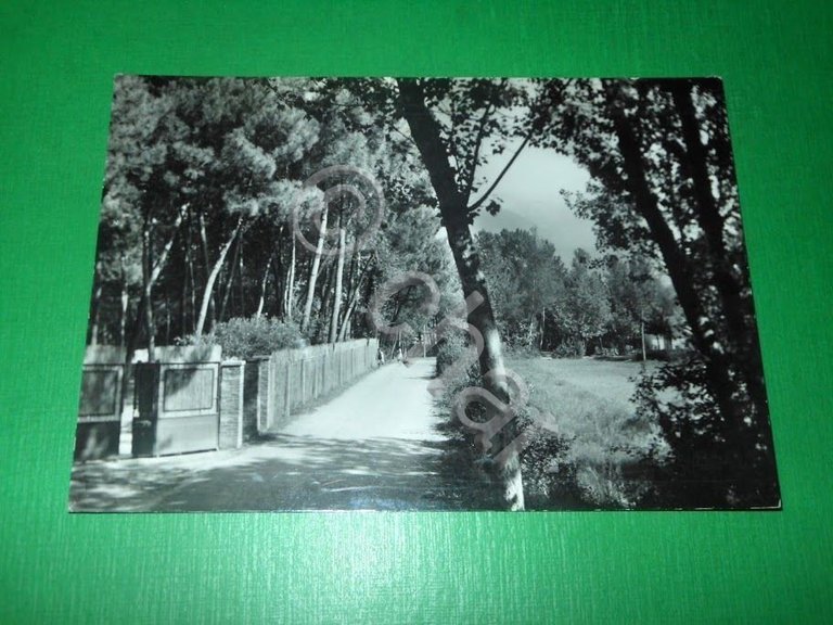 Cartolina Marina di Massa - Ronchi - Via Poveromo 1960 …