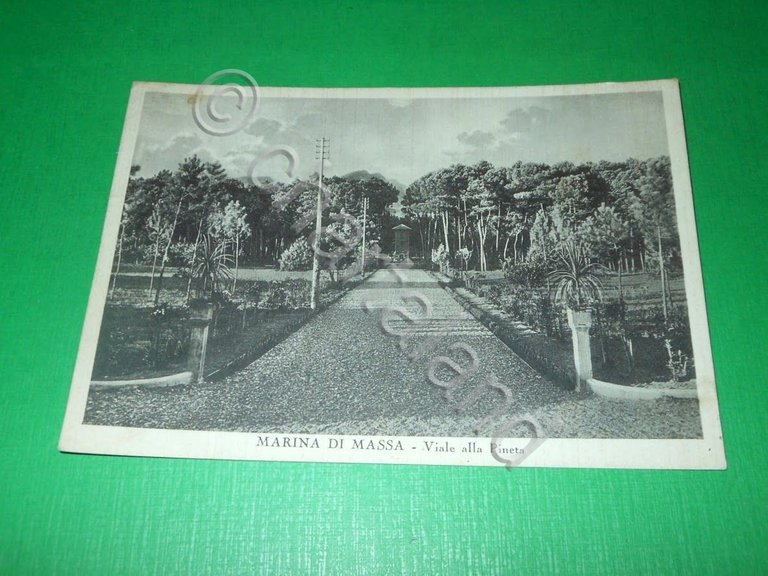 Cartolina Marina di Massa - Viale alla Pineta 1940 ca | Immagine Gallery 2