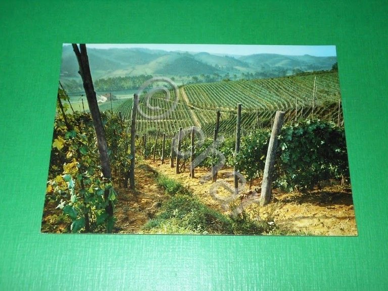 Cartolina Monferrato - I caratteristici vigneti 1965 ca