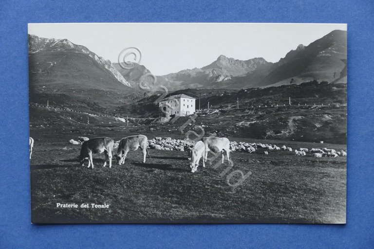 Cartolina Montagna - Praterie del Tonale - 1930 ca.