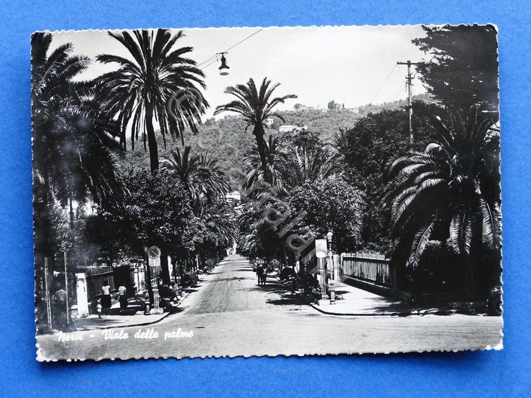 Cartolina Nervi - Viale delle Palme - 1954