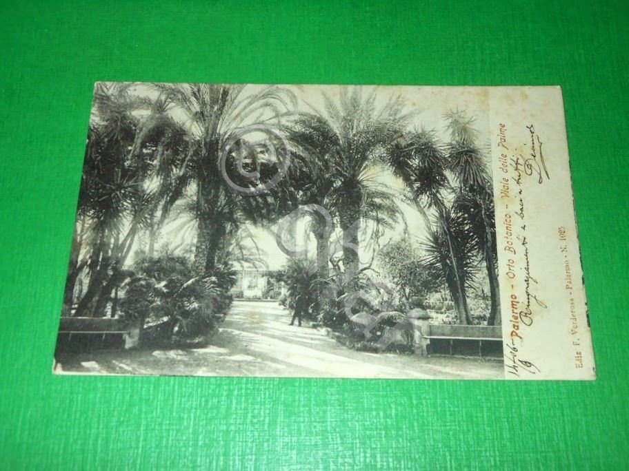 Cartolina Palermo - Orto Botanico - Viale delle Palme 1906.