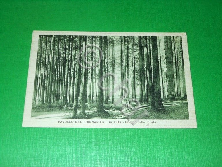 Cartolina Pavullo nel Frignano - Interno della Pineta 1931
