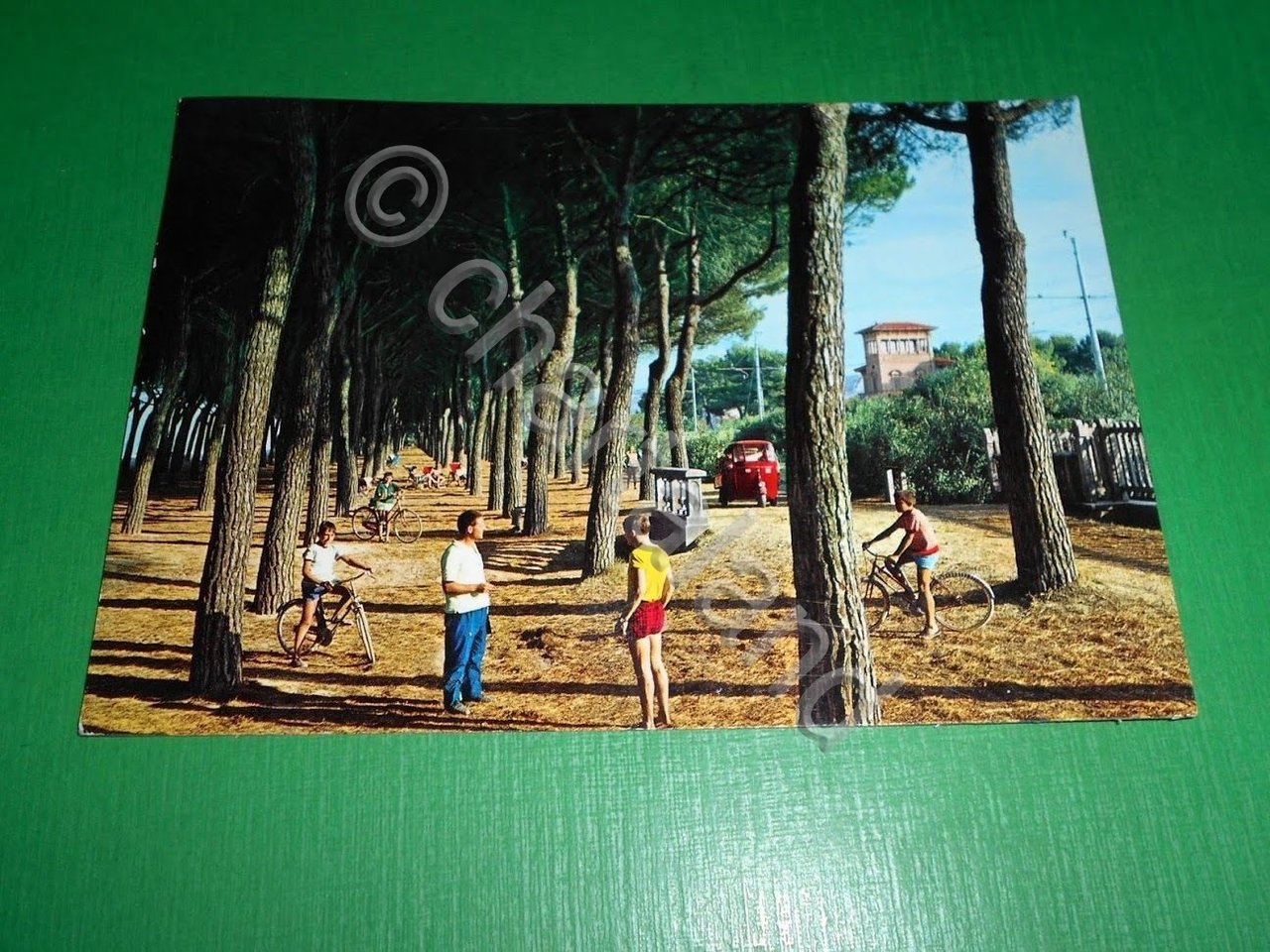 Cartolina Pineto ( Teramo ) - La riposante pineta 1966