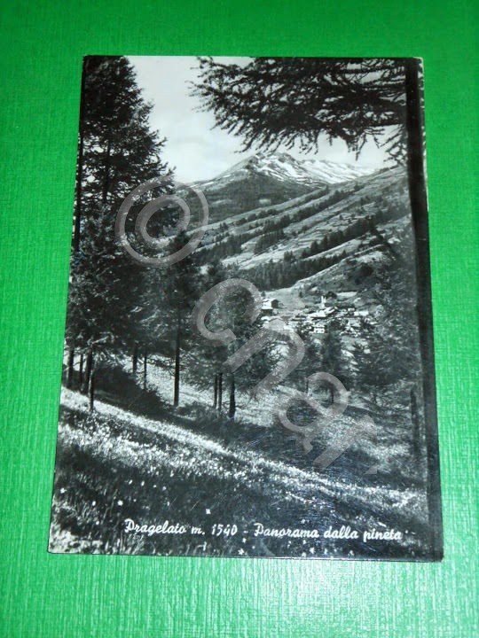 Cartolina Pragelato - Panorama dalla pineta 1965
