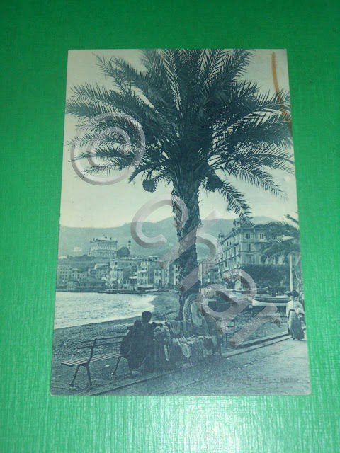 Cartolina S. Margherita Ligure - Palme 1923