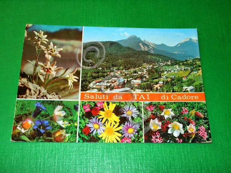 Cartolina Saluti da Tai di Cadore - Panorama e altre …