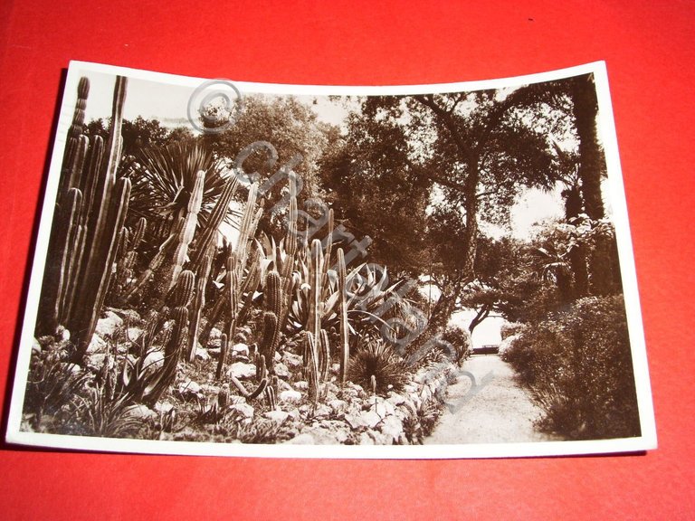 Cartolina San Remo - Flora tropicale 1942