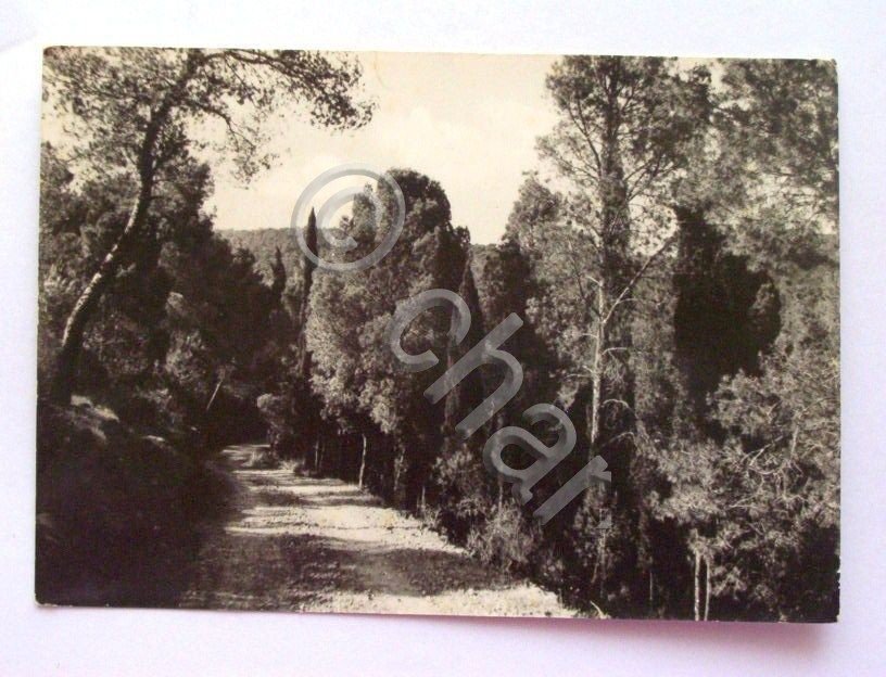 Cartolina Sinnai - Pineta 1970 ca.