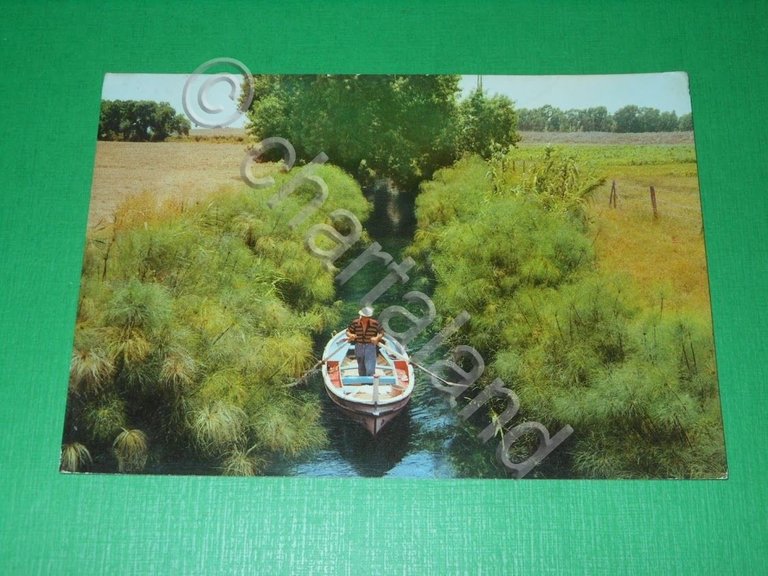 Cartolina Siracusa - Fiume Ciane con i papiri 1967