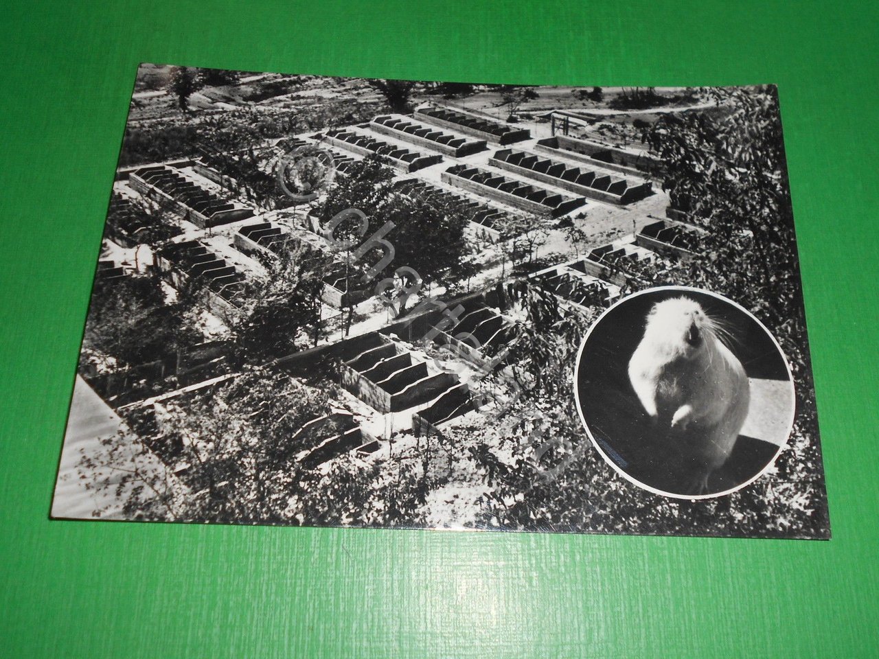 Cartolina Terni - Parco allevamenti Castor Montefranco dei F.lli Bettuzzi …
