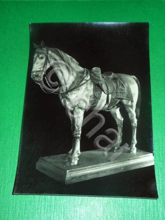 Cartolina Torino - Reale Armeria - Cavallo del Re Carlo …