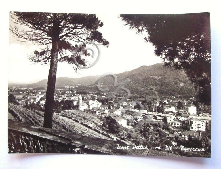 Cartolina Torre Pellice ( Torino ) - Panorama 1962