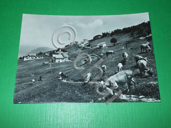 Cartolina Valsesia - Alpe Mera - Scorcio panoramico 1961.