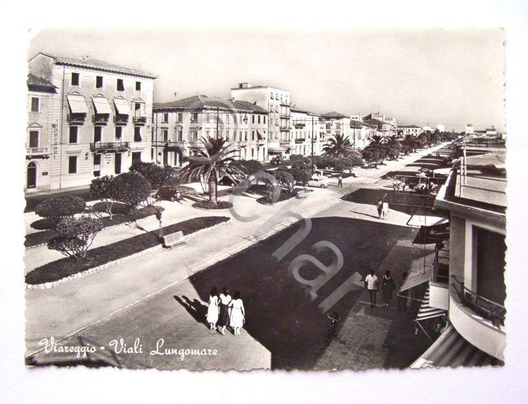 Cartolina Viareggio -- Viali Lungomare -- 1955 ca
