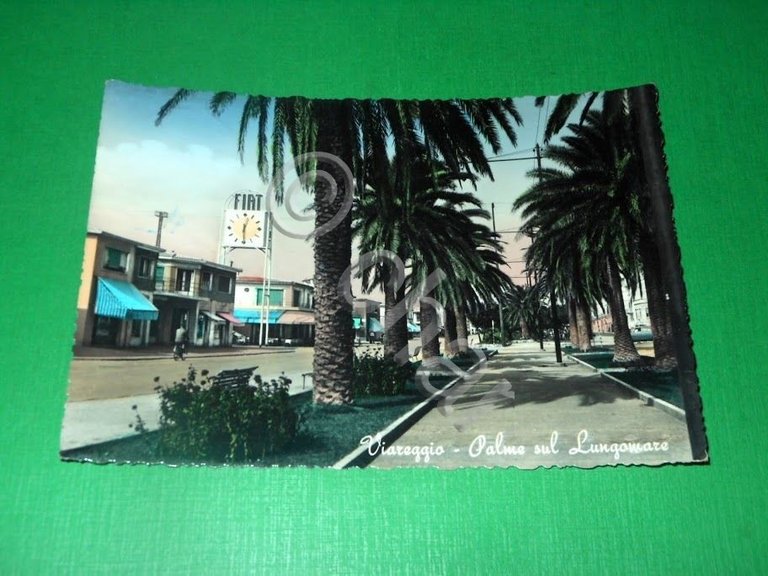 Cartolina Viareggio - Palme sul Lungomare 1958