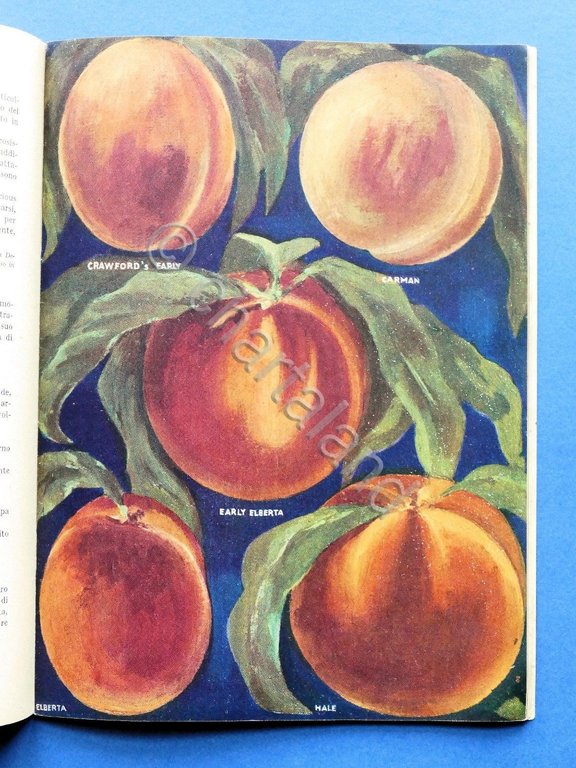 Catalogo Pometia - Piante da frutto - Roma - 1930