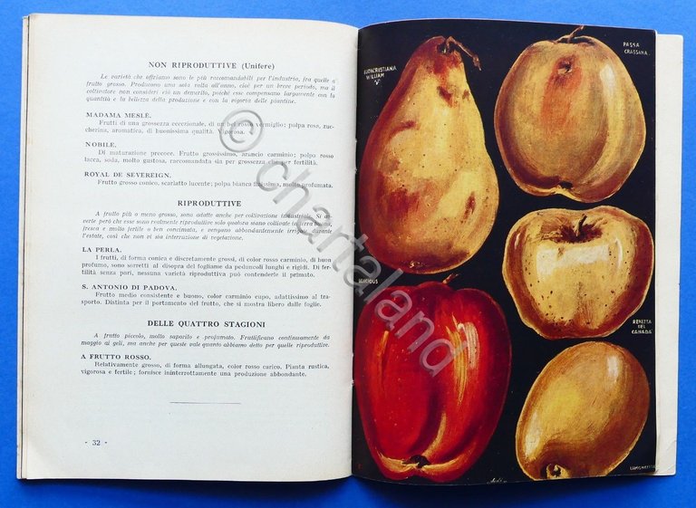 Catalogo Pometia - Piante da frutto - Roma - 1930