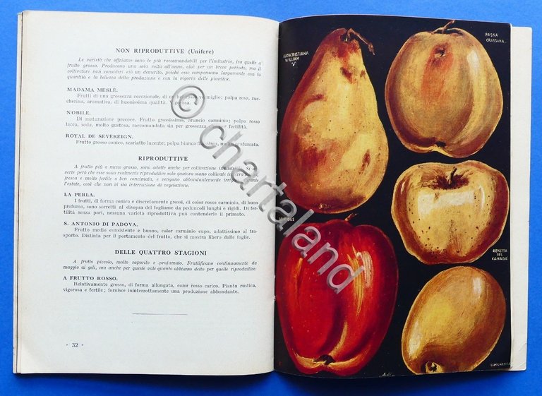 Catalogo Pometia - Piante da frutto - Roma - 1930