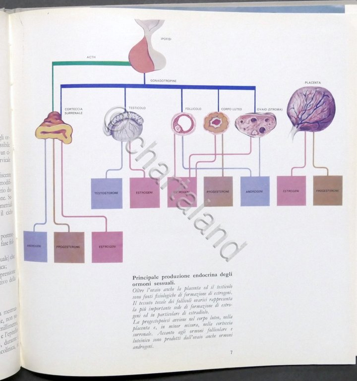 CIBA Industria Chimica - Gli inibitori dell'ovulazione - ed. 1965