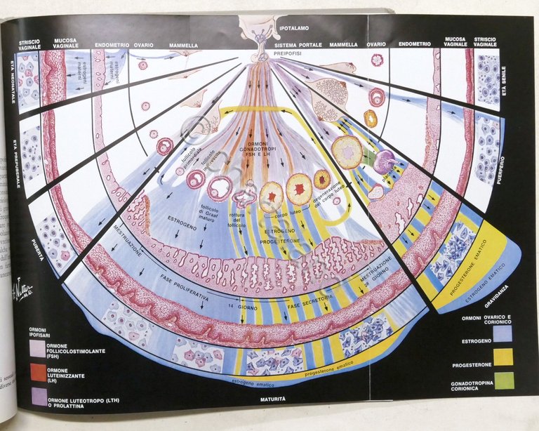 CIBA Industria Chimica - Gli inibitori dell'ovulazione - ed. 1965