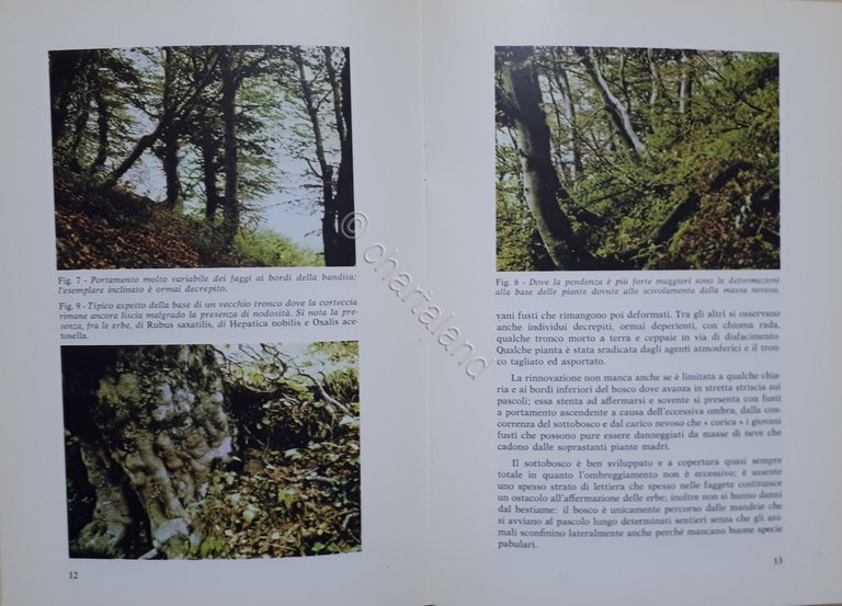 Collana Piemonte Parchi - Bosco di Faggio di Palanfre N. …