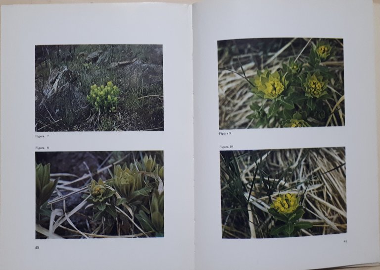 Collana Piemonte Parchi - Madonna della Neve Monte Lera N. …