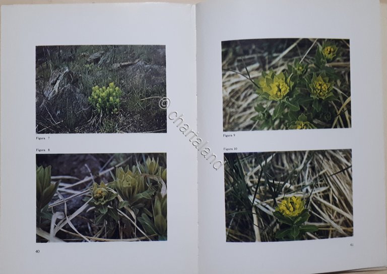 Collana Piemonte Parchi - Madonna della Neve Monte Lera N. …