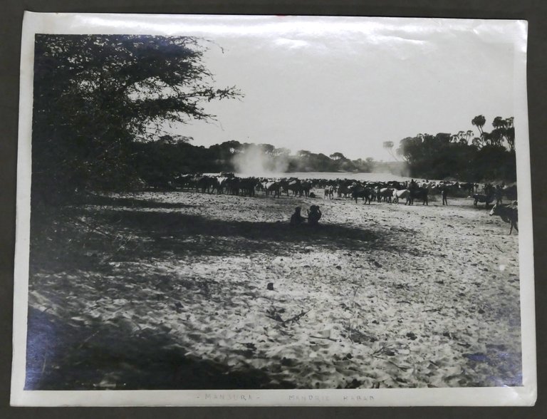 Colonialismo Eritrea - Fotografia Mandria Habab - Mansura - anni '30