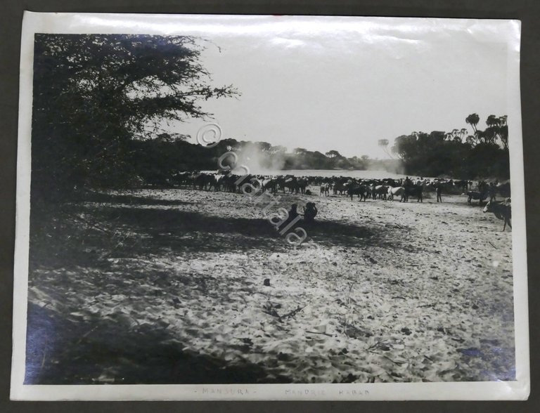 Colonialismo Eritrea - Fotografia Mandria Habab - Mansura - anni …