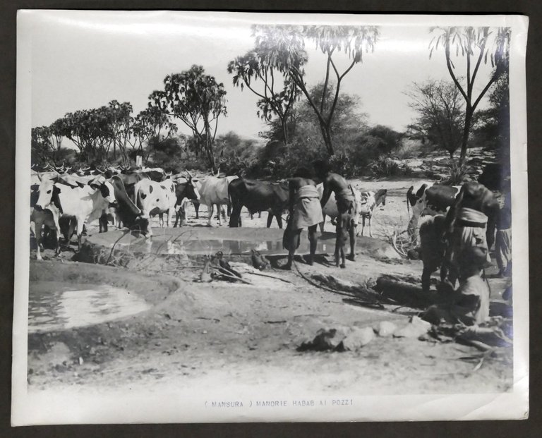 Colonialismo Eritrea - Fotografia Mandrie Habab ai pozzi - Mansura - anni '30