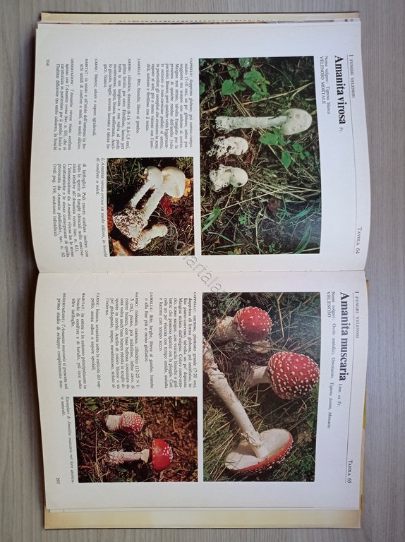 Cucina - F. e T. Raris - I Funghi: cercarli, …