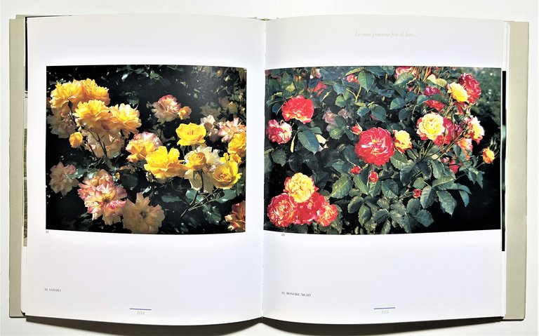 D. Pagano - E' maggio nel Roseto di Monza: Passeggiata …