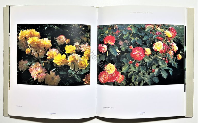 D. Pagano - E' maggio nel Roseto di Monza: Passeggiata …