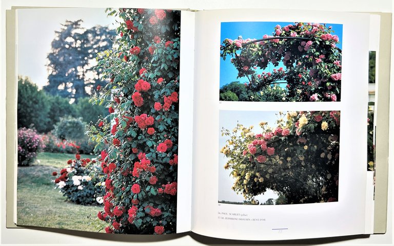 D. Pagano - E' maggio nel Roseto di Monza: Passeggiata …