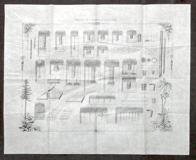 Disegni e spiegazione del ritrovato Ossenkop per moltiplicare alberi - …