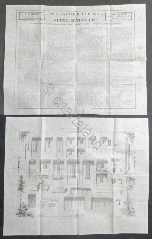 Disegni e spiegazione del ritrovato Ossenkop per moltiplicare alberi - …