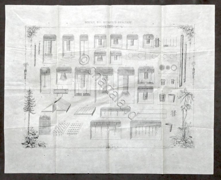 Disegni e spiegazione del ritrovato Ossenkop per moltiplicare alberi - …