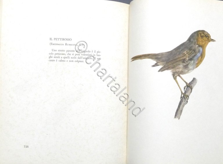 E. Demartini, O. Stepanek - Uccelli dei boschi e dei … | Immagine Gallery 5