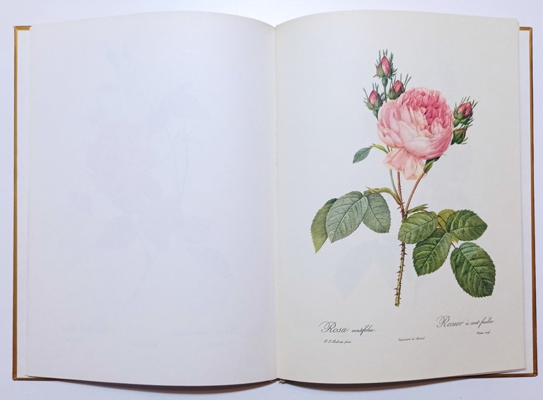 E. Mannering - Redouté Roses - ed. 1963