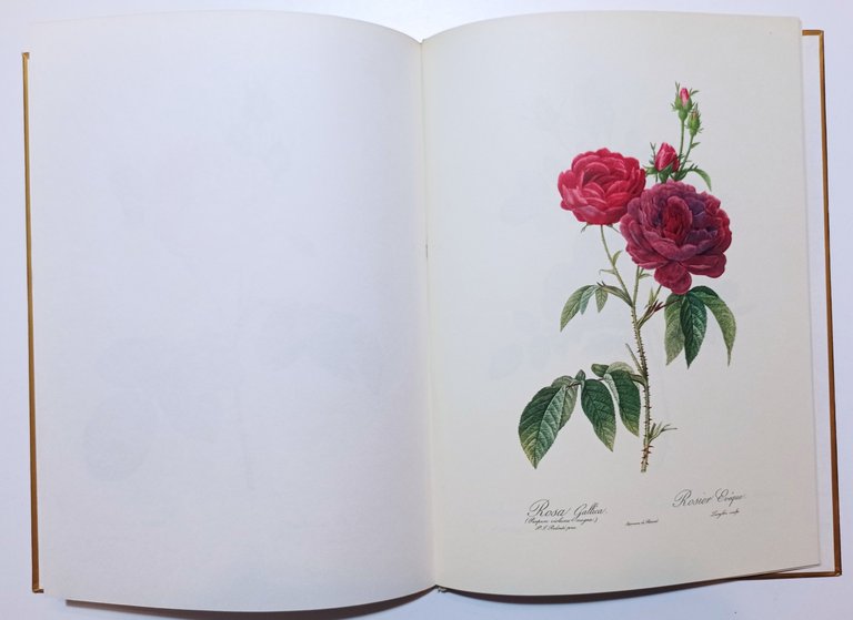 E. Mannering - Redouté Roses - ed. 1963