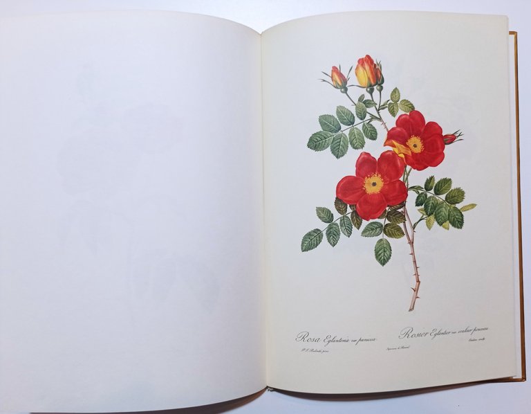 E. Mannering - Redouté Roses - ed. 1963